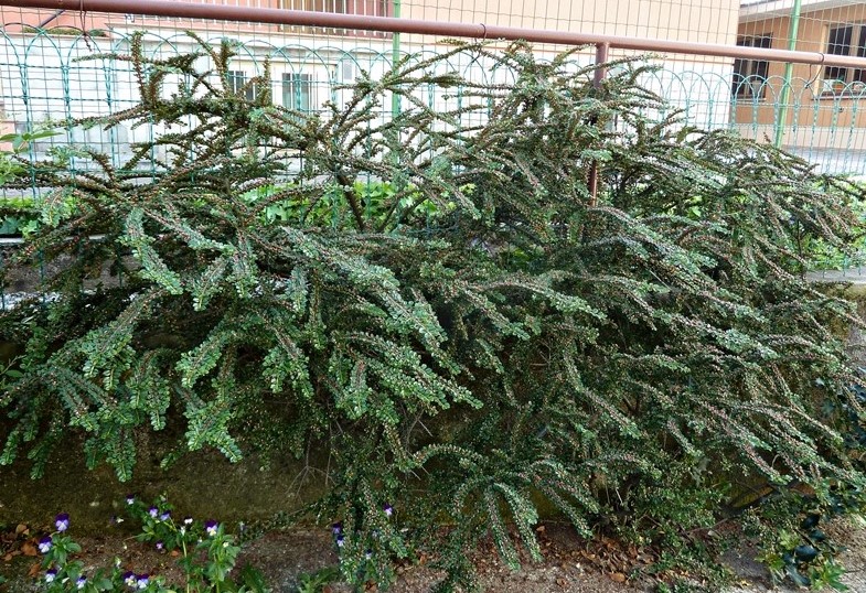 Cotoneaster horizontalis